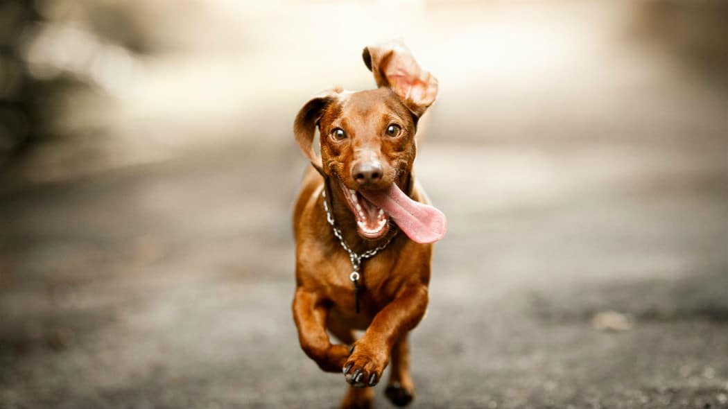 Perugia, domenica 15 settembre torna “Facciamo Cagnara”