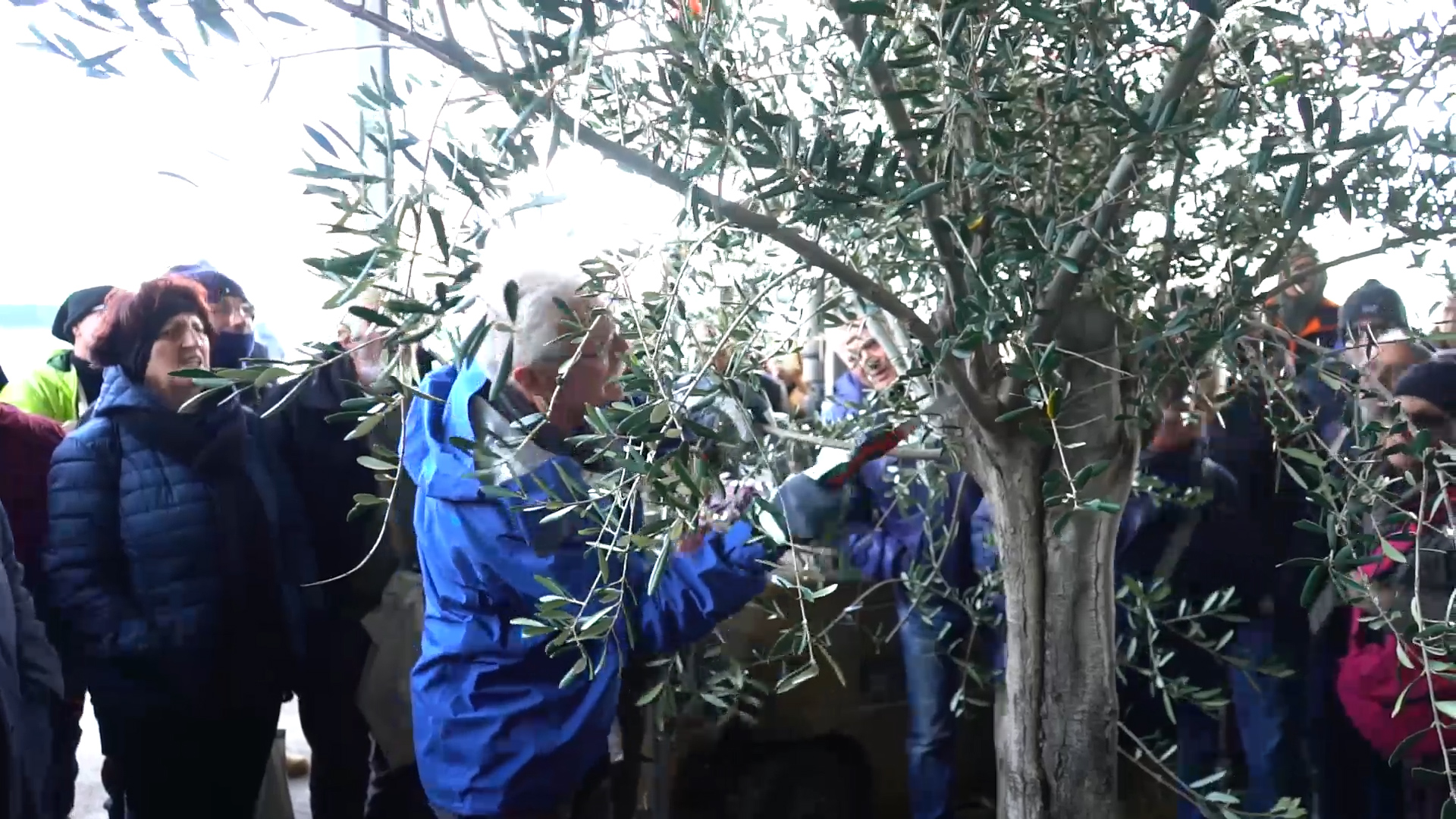 Corso di potatura dell'olivo - Umbertide