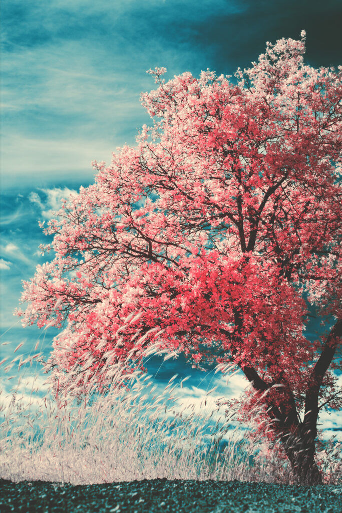 Fotografia di Dave Tavanti: albero fotografato con la tecnica a infrarossi