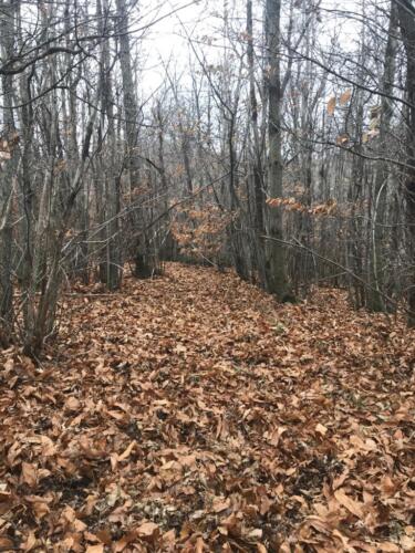 Bosco di MonteCorona