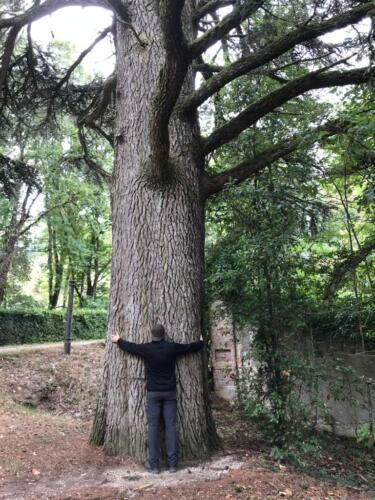 Leccio secolare di fronte all'eremo di MonteCorona