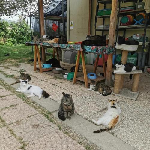Oasi felina La Piccola Corte dei MIracoli
