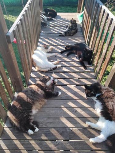 Oasi felina La Piccola Corte dei MIracoli (3)