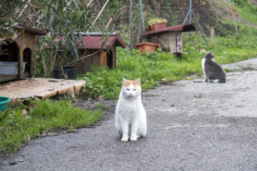 Raffaella-Fuso-gattare-2021 (45)