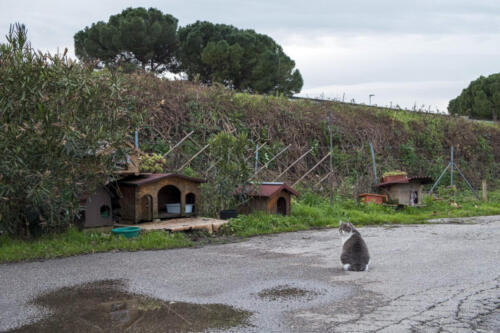 Raffaella-Fuso-gattare-2021 (46)