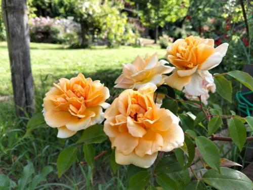 Rose 4