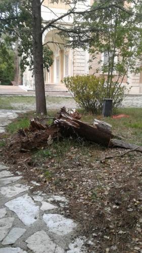 Villalago Albero abbattuto