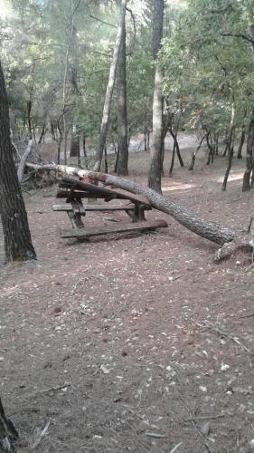 Villalago Albero caduto su un tavolo