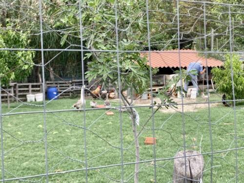 animali_cortile